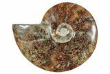 Polished Ammonite (Cleoniceras) Fossil - Madagascar #266327-1